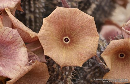 Hoodia gordonii 06447 – Asclepidarium