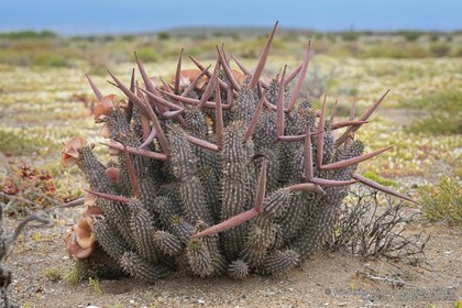Hoodia gordonii 06477-02 – Asclepidarium
