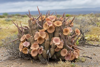 Hoodia gordonii 06495-2 – Asclepidarium
