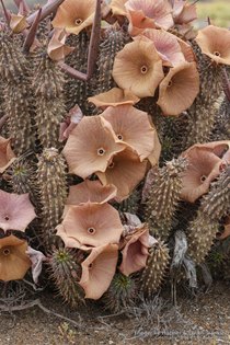 Hoodia gordonii 06519 – Asclepidarium