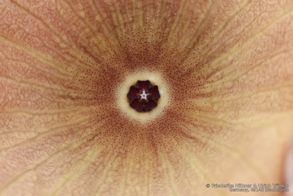 Hoodia gordonii 06569 – Asclepidarium