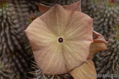 Hoodia gordonii 06622 – Asclepidarium
