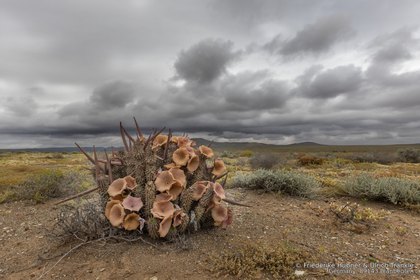 Hoodia gordonii 06627 – Asclepidarium