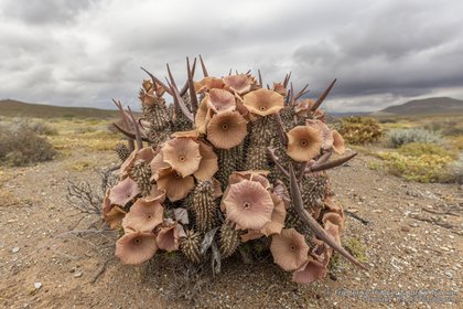 Hoodia gordonii 06634 – Asclepidarium