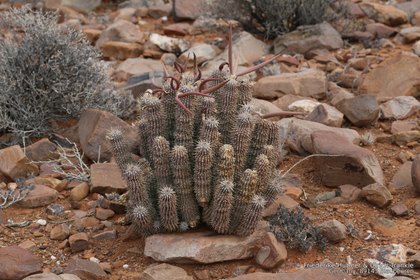 Hoodia gordonii 1452 – Asclepidarium