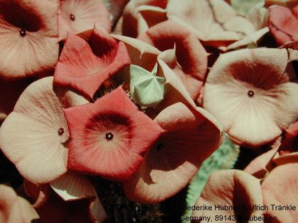 Hoodia gordonii Blüten vielleicht Nähe Helmeringhausen Namibia 1987 – Asclepidarium