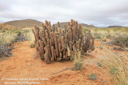 Hoodia gordonii (C13, N Witputs, Namibia) 001 – Asclepidarium