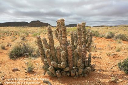 Hoodia gordonii (C13, N Witputs, Namibia) 002 – Asclepidarium