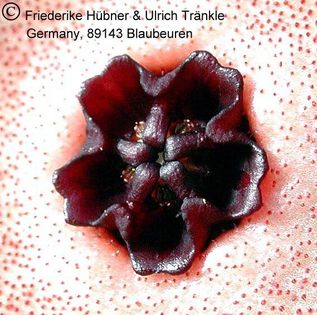 Hoodia gordonii (kleinblütig) Gynostegium – Asclepidarium