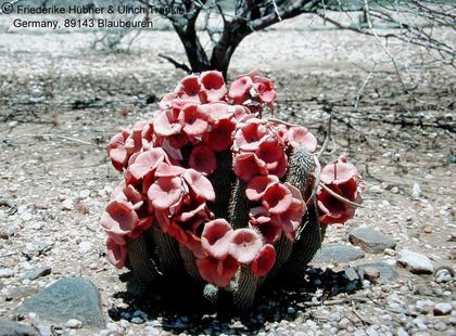 Hoodia gordonii Namibia 1 – Asclepidarium