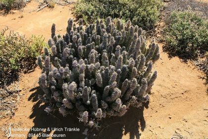 Hoodia gordonii (Namuskluft, Namibia) – Asclepidarium