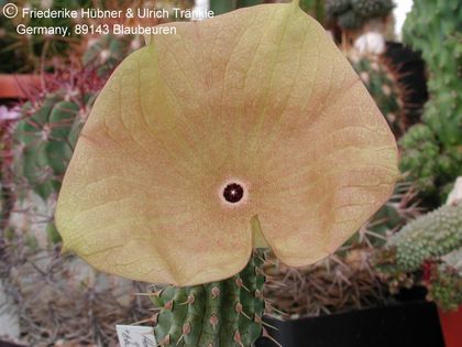 Hoodia gordonii (yellow) (UTS04,071) 1 – Asclepidarium
