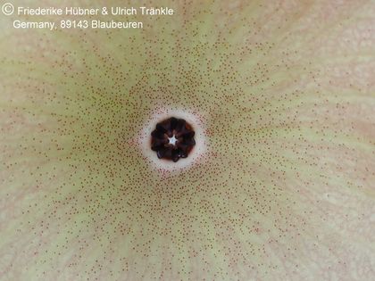 Hoodia gordonii (yellow) (UTS04,071) 2 – Asclepidarium