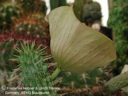 Hoodia gordonii (yellow) (UTS04,071) 3 – Asclepidarium