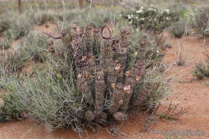 Hoodia gorgonii 0873 – Asclepidarium