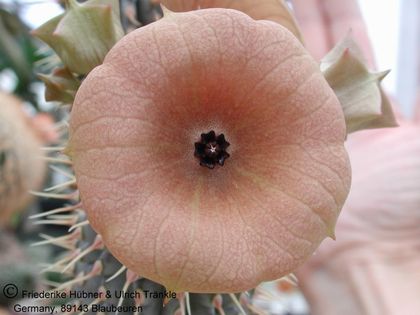 Hoodia juttae 3 – Asclepidarium