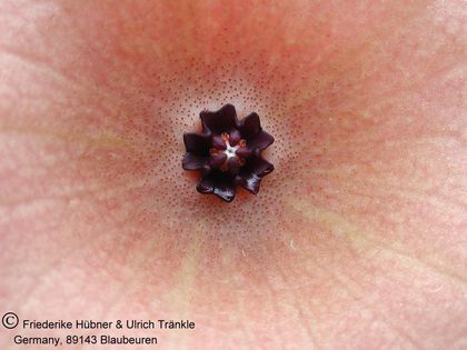 Hoodia juttae 5 – Asclepidarium
