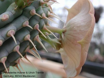 Hoodia juttae 8 – Asclepidarium