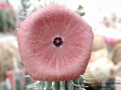 Hoodia juttae (Köhres) 1 – Asclepidarium