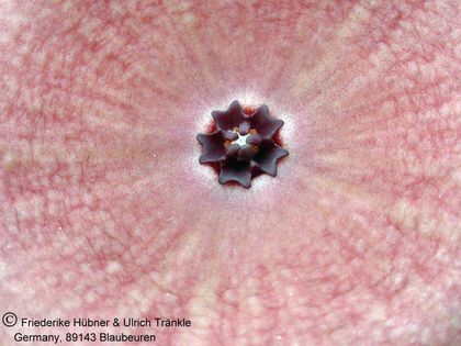 Hoodia juttae (Köhres) 2 – Asclepidarium