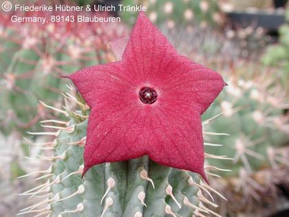 Hoodia juttae x ruschii 2 – Asclepidarium