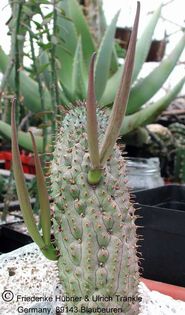 Hoodia officinalis Nauchos Namibia 6 – Asclepidarium