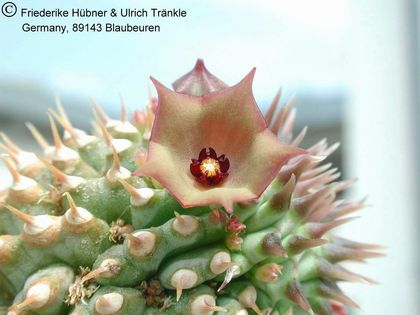 Hoodia officinalis ssp delaetianum 4 – Asclepidarium