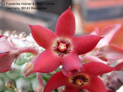 Hoodia pedicellata 6 – Asclepidarium