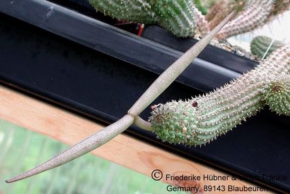 Hoodia pedicellata Frucht 7 – Asclepidarium