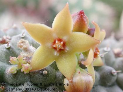Hoodia pedicellata NK 16 km E Hentjiesbay 6 – Asclepidarium