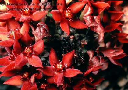 Hoodia pedicellata (Rössing-Mt. Swakopmund Namibia) 2 HT – Asclepidarium
