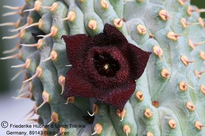Hoodia pilifera ssp annulata (UTS03,010) 002 – Asclepidarium