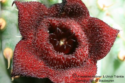 Hoodia pilifera ssp annulata (UTS03,010) 008 – Asclepidarium