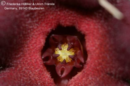 Hoodia pilifera ssp pilifera (UTS02,008) 003 – Asclepidarium