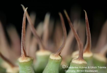 Hoodia pilifera ssp pilifera (UTS02,008) 004 – Asclepidarium