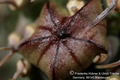 Hoodia pilifera ssp pilifera (UTS02,008) 006 – Asclepidarium