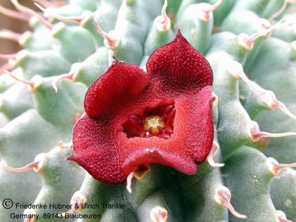 Hoodia pilifera subsp pilifera 4 – Asclepidarium