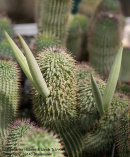 Hoodia pilifera subsp pilifera Fruit 001 – Asclepidarium