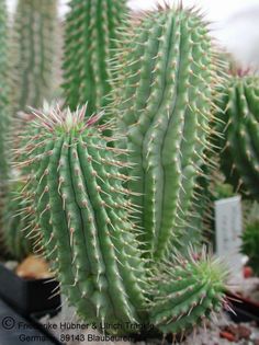 Hoodia ruschii – Asclepidarium