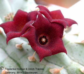 Hoodia triebneri 3 – Asclepidarium