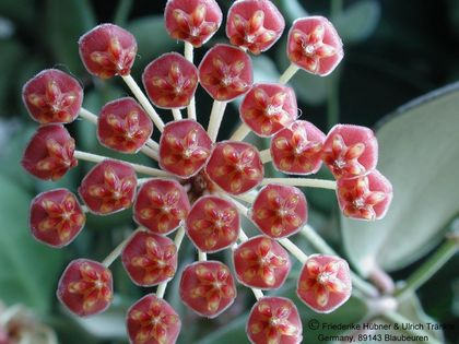Hoya bilobata 2 – Asclepidarium