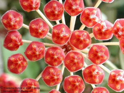 Hoya bilobata 3 – Asclepidarium