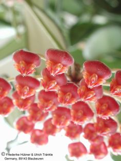 Hoya bilobata 4 – Asclepidarium