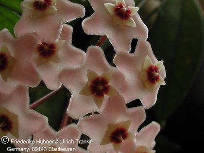 Hoya carnosa 1 – Asclepidarium