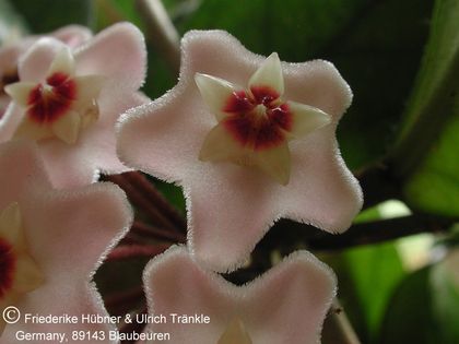 Hoya carnosa 2 – Asclepidarium