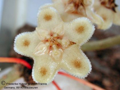 Hoya cinnamomifolia 001 – Asclepidarium