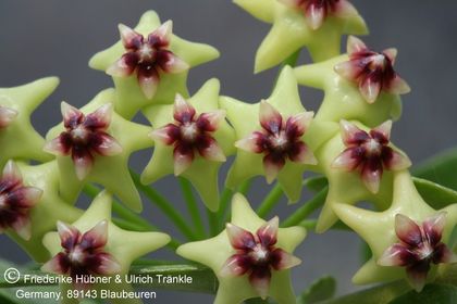 Hoya cumingiana 004 – Asclepidarium