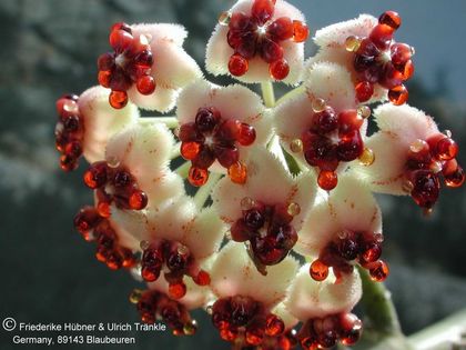 Hoya kerrii 001 – Asclepidarium