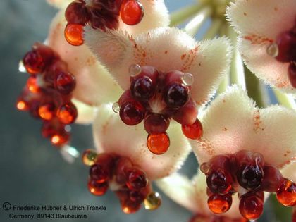 Hoya kerrii 003 – Asclepidarium