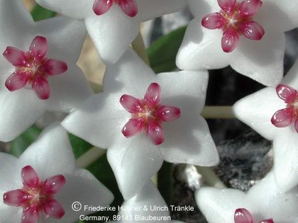 Hoya lanceolata ssp bella 1 – Asclepidarium